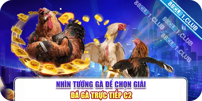 Nhìn tướng gà để chọn giải đá gà trực tiếp c2