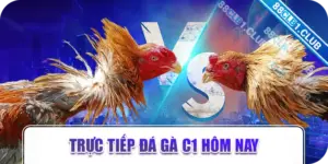 trực tiếp đá gà c1 hôm nay