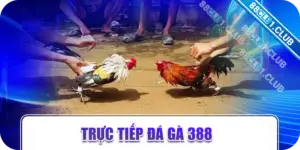 trực tiếp đá gà 388