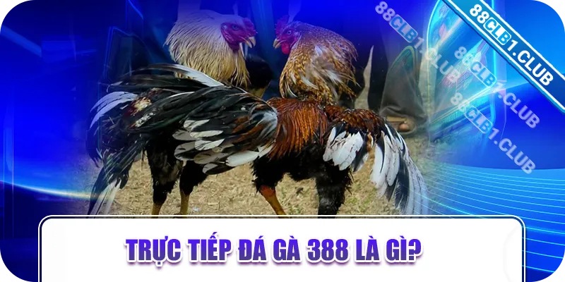 Trực tiếp đá gà 388 là gì?