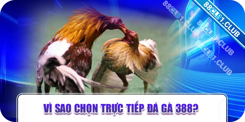 Vì sao chọn trực tiếp đá gà 388?