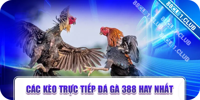 Các kèo trực tiếp đá gà 388 hay nhất