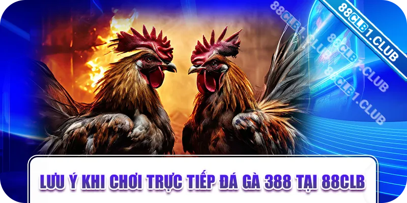 Lưu ý khi chơi trực tiếp đá gà 388 tại 88CLB