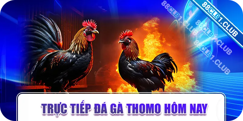 Trực tiếp Đá gà Thomo hôm nay