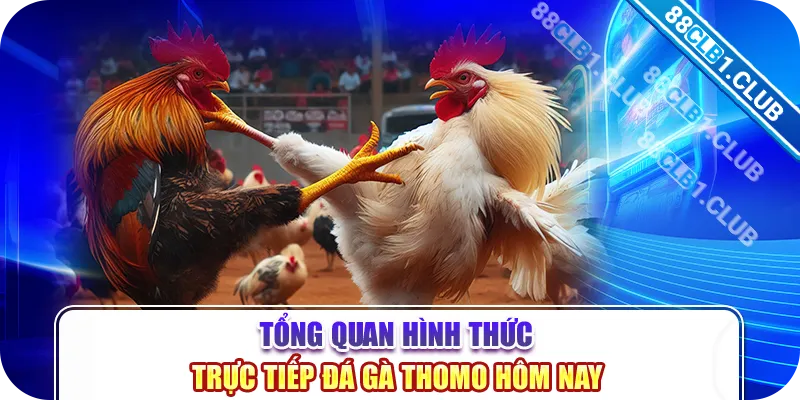 Tổng quan hình thức Trực tiếp Đá gà Thomo hôm nay  