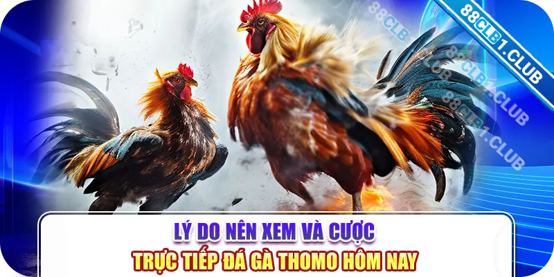 Lý do nên xem và cược Trực tiếp Đá gà Thomo hôm nay 