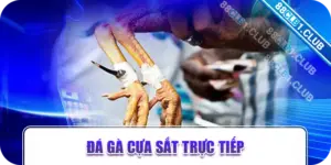 Đá gà cựa sắt trực tiếp