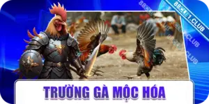 Trường gà Mộc Hóa