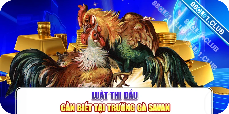 Luật thi đấu cần biết tại trường gà savan