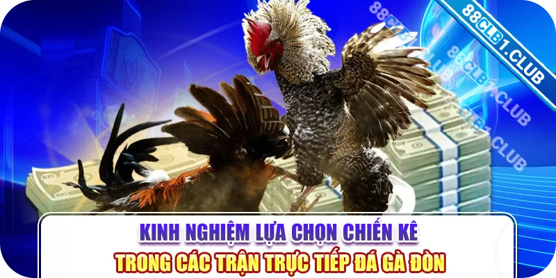 Kinh nghiệm lựa chọn chiến kê trong các trận trực tiếp đá gà đòn