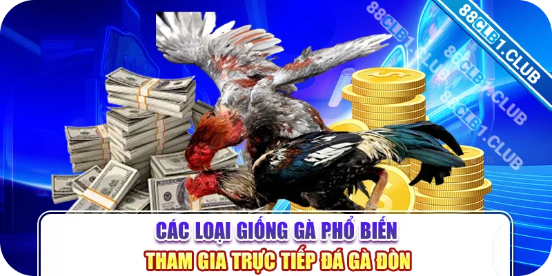 Các loại giống gà phổ biến tham gia trực tiếp đá gà đòn