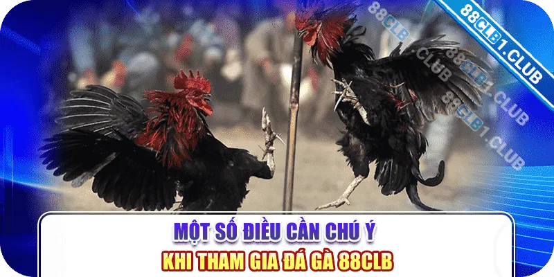 Một số điều cần chú ý khi tham gia đá gà 88CLB